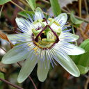 花苗 夏 時計草 トケイソウ カエルレア 1鉢 3～3.5号【お届け中】Passiflora caerulea 苗 夏苗 多年草 夏の花 花壇 庭植え 緑のカーテン 節電 よしず つる性植物 コエルレア クライミングタイ…