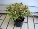 斑入り葉あせび ホワイトリム 3.5号1鉢Pieris japonica 常緑低木 馬酔木 苗 寄せ植え