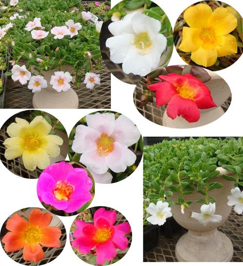 夏苗 花苗 ポーチラカ 全18種類の中から選べる 【お届け中】 Portulaca 一重～八重～大輪系～2色咲きく草花 夏 ポーチュラカ 夏の花 苗 耐暑性 1年草 お買い物マラソン連動ポイント10倍 8月4日20：00～8月9日23：00迄