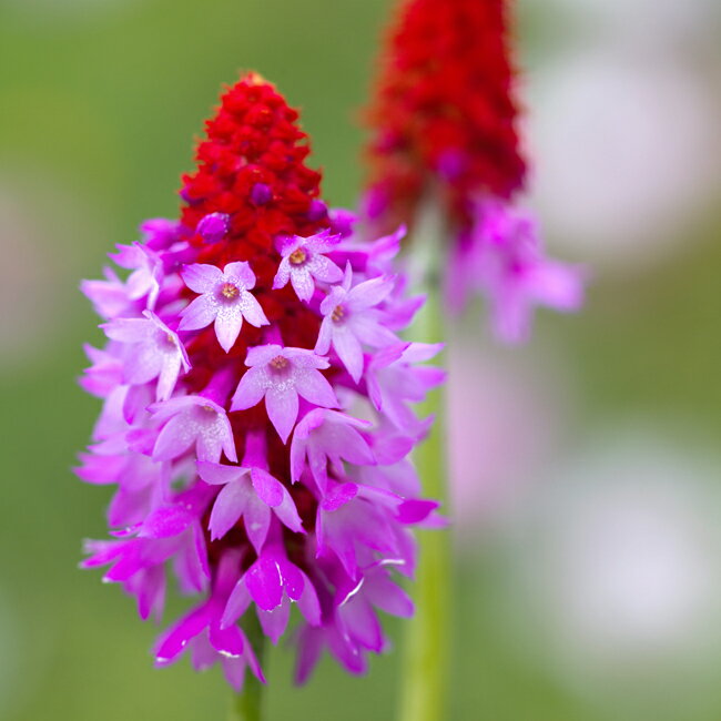 花苗 耐寒性 多年草 プリムラ ビアリー1鉢 3～3.5号ポット【お届け中】 Primula vialii 【宿根草の為 冬期は上部なしでお届け】冬 春 苗 宿根草 イングリッシュガーデン 鉢植え 水辺 寄せ植え …