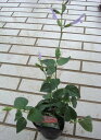 サルビア ガラニチカ ライトブルー 3.5号1鉢Salvia Guaranitica Lightblue