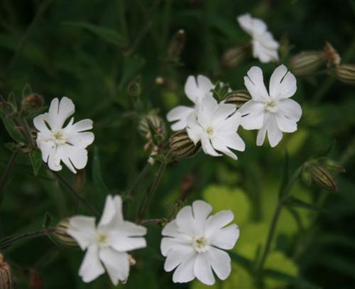 シレネ ディオイカアルバ 1鉢3号 【お届け中】 Silene 多年草 春苗 花苗 白花 草丈中 イングリッシュガーデン 苗 鉢植え 庭植え ガーデニング 花壇