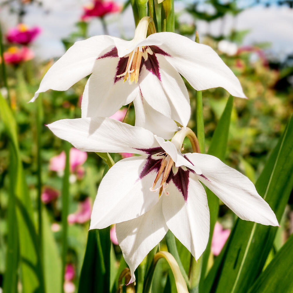 お試し球根 アシダンセラ 3球セット【お届け中 メール便】Gladiolus callianthus アシダンテラ アキダンテラ 小球根 メール便