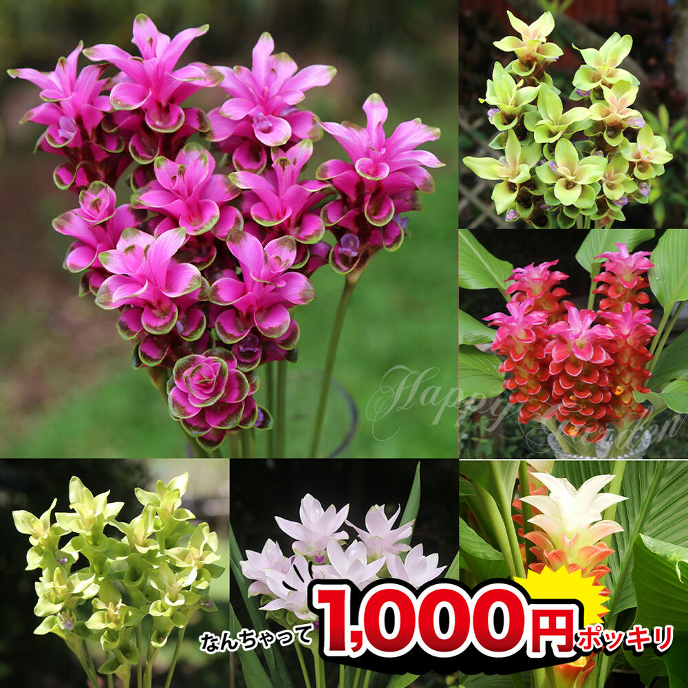 ハッピーガーデン 花の鉢植え 1000円ポッキリ 球根 春 春植え球根 クルクマ 選べる8種 2球セット 春球根【お届け中 中型球根】Curcuma 熱帯植物 ウコン 非耐寒性球根 夏の花 夏の球根 庭植え 鉢植え 地植え 切り花 夏苗 夏 ハッピーガーデン COM