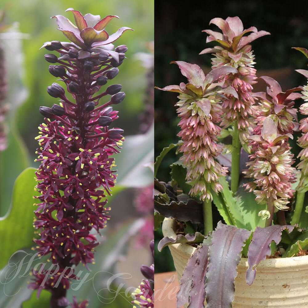 芽出し球根苗 パイナップルリリー コモサ 色はおまかせ 1鉢 1球植え 4.5号【お届け中】Eucomis ユーコミス 球根植物 庭植え 花壇 プランター 鉢植え 切花のサムネイル