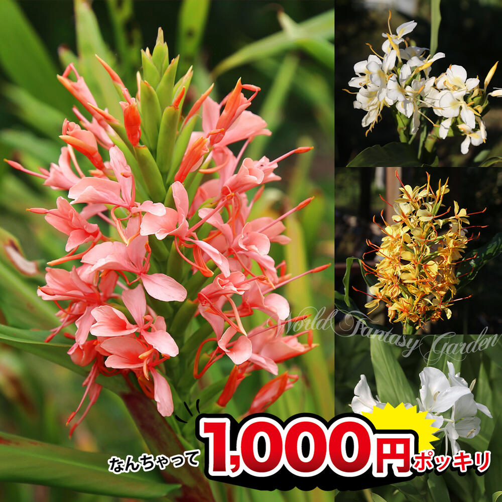 プランター栽培できる春の花！4月に植える花の種や苗のおすすめを教えて！