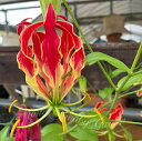 花苗 夏 球根植物 グロリオーサ 5種より選択 5球セット 8月末開花予定【お届け中】Gloriosa 多年草 アフリカーナ ルテア ファイヤーバード ピンク ...