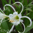 芽出し球根苗 夏苗 球根 ヒメノカリス 選べる2種類 1球植え 3.5〜3.5号ロングポット【お届け中】Hymenocallis ハリシアーナ フェスタリス 春...