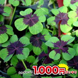 1000ߥݥå 庬 տ äѤʤ ꥹ 󥯥 ٤2ڤϤ 庬 ᡼бOxalis åС ǥ˥ ơ֤ڤ פǰƤ䤹   ϥåԡǥ