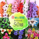 チグリジアの花言葉と誕生花 花の持つ言葉 チグリジアの花言葉と誕生花 花の持つ言葉