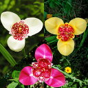 チグリジアの花言葉と誕生花 花の持つ言葉 チグリジアの花言葉と誕生花 花の持つ言葉