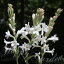 庬  տ庬 塼٥ ٤3 34 յ庬ڤϤ 淿庬Polianthes tuberosa tuberose 庬ʪ   ǥ ǥ˥  ſ ȭ  COM