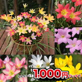 1000ߥݥå ̵ 庬  տ庬 1000ߥݥå̵ ե󥵥 ٤11 617 յ庬ڤϤ 庬 ᡼бZephyranthes յ庬 ơ֤ڤ ޥ  ϥåԡǥ