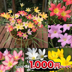 https://thumbnail.image.rakuten.co.jp/@0_mall/wfgarden/cabinet/hananae/springbulb/zephyranthes/zefuransasu.jpg