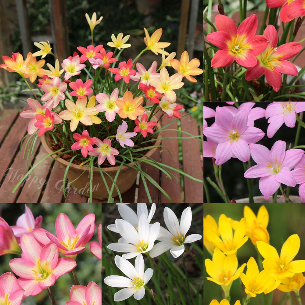 1000円ポッキリ 花苗 多年草 花 ゼフィランサス レインリリー ハブランサス 選べる種類 3球植え 1鉢 3号【お届け中】Zephyranthes 春球根 植えっぱなし 初夏〜花が楽しめ タマスダレ 夏 秋 ハッピーガーデン