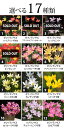 wfgarden:10004003のサンプル画像2