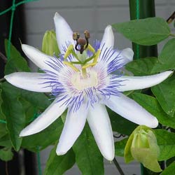   ȥ ֡ӡȥ 1ȭ 33.5ڤϤPassiflora Star of Surbiton ¿ǯ ꡼󥫡ƥ 饤ߥ Ĥ Ȥ  ФΥƥ 褷  ¿ǯ ȭ  ǥ˥ 