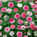 花苗 八重咲き マーガレット 京都恋物語 3.5号 2種から選べる【お届け中】Argyranthemum frutescens 桃花 小花 常緑 多年草 宿根草 鉢植え 花壇 春苗 花の苗 ガーデン ガーデニング