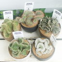 苗 観葉植物 脳みそ サボテン ブレインカクタス 選べる種類 3.5号 硬質鉢【お届け中】Cactaceae 覇王樹 さぼてん 脳味噌 のうみそ ノウミソ 脳ミ...