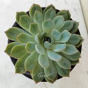 多肉植物 苗 エケベリア ジャシリー 1鉢 4号【お届け中】Echeveria Jasiri 多肉 多肉苗 観葉植物 多年草 常緑性 寄せ植え 鉢植え カラーリ...