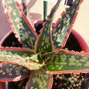 \怪獣/ 多肉植物 スターアロエ クラカトア 1鉢 4号 ピンクのプラ鉢入り【お届け中】Aloe 'Krakatoa'多肉 多肉苗 観葉植物 多年草 常緑性 寄せ植え 鉢植え カラーリーフ ガーデン ガーデニング ハッピーガーデン