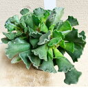 怪獣 多肉植物 苗 アドロミクス 神想曲 しんそうきょく 1鉢 3〜3.5号【通年販売 お取り寄せ】Adromischus poelnitzianus ベンケイ...