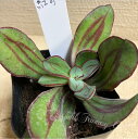 怪獣 多肉植物 苗 エケベリア 紅司 ベニツカサ 1鉢 3〜3.5号【通年販売】【お取り寄せ】Echeveria nodulosa 多肉 多肉苗 観葉植物 多年...