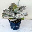 怪獣 多肉植物 苗 カランコエ ファング 1鉢 3〜3.5号【通年販売】【お取り寄せ】Kalanchoe Fang ベンケイソウ 多肉 多肉苗 観葉植物 多年草...