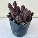 怪獣 多肉植物 苗 フーディア 1鉢 3〜3.5号【通年販売 お取り寄せ】Hoodia 多肉 多肉苗 観葉植物 多年草 常緑性 寄せ植え 鉢植え カラーリーフ ...