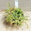 怪獣 多肉植物 苗 リプサリス 1鉢 3〜3.5号【通年販売 お取り寄せ】Rhipsalis トゲなし サボテン ハッピーガーデン