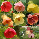 花苗 夏 アブチロン 8種から選べる 1鉢 3~3.5号【お届け中】Abutilon hybridum 夏苗 鉢植え 花壇 ガーデニング 矮性 わい性 赤花 黄花 ガーデン 低木 つる植物 春 ハッピーガーデン