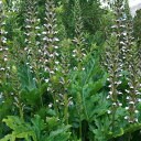 花苗 春 アカンサス モリス 1鉢 3～3.5号【お届け中】Acanthus mollis 春苗 秋 冬 宿根草 多年草 秋苗 花の苗 白花 草花 ハアザミ 葉薊 イングリッシュガーデン 苗 鉢植え 庭植え ガーデニング ハッピーガーデン 2023AKI