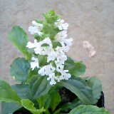   奬 ۥ磻 1ȭ 2.53ڤ ǯAjuga White Alba  ¿ǯ  ɺ ɥС Ѵ ɥǥ ɥǥ    ֤ ǥ˥ 󤻿  β 㤤  ϥåԡǥ