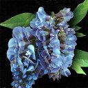 花木 アメリカ フジ アメジストフォール 鉢植え 青花 1鉢 4.5号 花なしでお届け【お届け中 送料無料】Wisteria floribunda 矮性 庭藤 ...