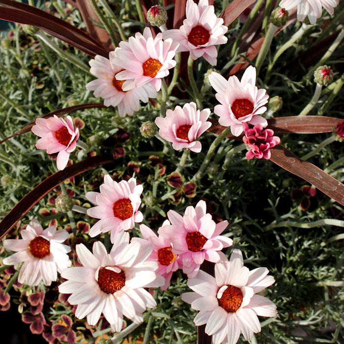 ローダンセマム アプリコットジャム1鉢 3.5号Rhodanthemum Aprict jam 春苗 キク科 半耐寒性多年草 花壇 鉢植え プランターのサムネイル