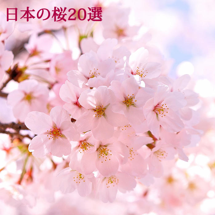 花木 日本の桜 20選 1鉢 苗木 3.5号ロング 選べる20種 【お届け中 地域限定 送料無料】Cerasus サクラ さくら 桜 花が咲く木 接ぎ木苗