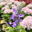 \1000円ポッキリ/ 花苗 ブルーサルビア 3鉢セット 3〜3.5号【お届け中】Salvia farinacea Blue Salvia ガーデン ガーデニン...