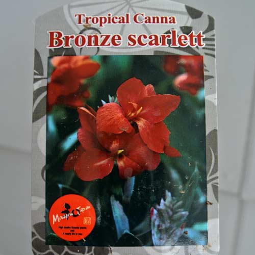 夏に強い宿根 カンナ トロピカル ブロンズスカーレット 1鉢 5号鉢 Tropical Canna Bronze scarkett 宿根草のサムネイル