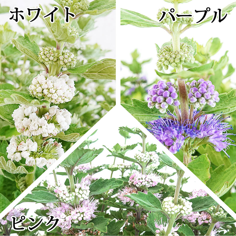 花鉢 カリオプテリス パビリオン 3色から選べる 1鉢5号【お届け中】Caryopteris incana ダンギク 段菊