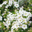 花苗 春苗 宿根 カーペット カスミソウ セラスチオイデス 1鉢 3～3.5号【お届け中】Gypsophylla cerastioides 苗物 鉢植え 庭植え 花壇 グランドカバー 白花 かすみ草 カスミソウ かすみそう 苗 ガーデン ハッピーガーデン