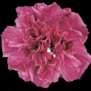 花木 ローズオブシャロン フレンチキャバレー レッド 5号【冬期は葉なしでお届け中】Hibiscus syriacus 鉢植え アオイ フヨウ 庭木 落葉性 桃...