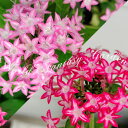 ペンタス サマースターの商品画像