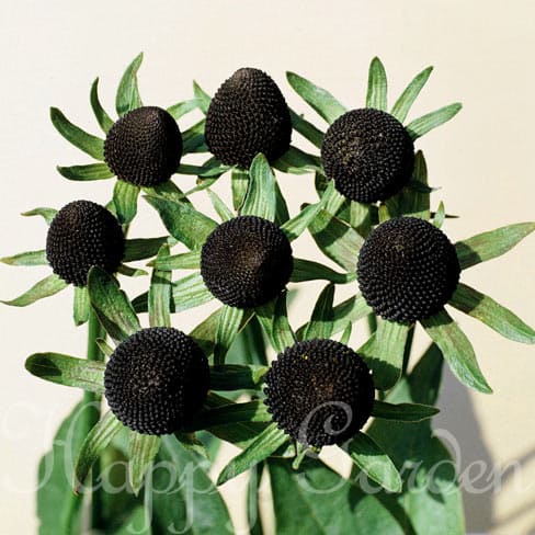 花苗 秋 冬 ルドベキア グリーンウィザード 1鉢 3〜3.5号【お届け中】Rudbeckia occidentalis Green Wizard グリーンウイザード 宿根草 多年草 耐寒性多年草 冬季落葉種 イングリッシュガーデン 鉢植え 庭植え ガーデニング ガーデン 花壇 ルドベッキア オッキデンタリスのサムネイル