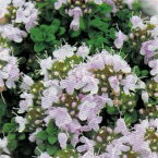 花苗 イブキジャコウソウ 桃 1鉢　3～3.5号鉢【お届け中】Thymus quinquecostatus Thymus serpyllum ssp. quinquecostatus タイム 花 苗 桃花 グランドカバー 秋苗 春苗 庭植え 鉢植え プランター 草丈低 秋 冬 ハッピーガーデン 2024春