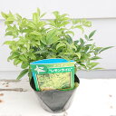 花苗 ナンテン レモンライム 3号1鉢 Nandina domestica Lemon-Lime 寄せ植え 常緑低木 苗