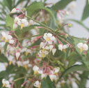 花木 大実 万両 実なし 5～6号1鉢【お届け中】Ardisia crenata 縁起物 冬の寄せ植え