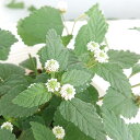 花苗 夏 メキシカンスイートハーブ 1鉢 3〜3.5号【お届け中】Lexican Sweet Herb ハーブ 白花 宿根草 多年草 庭植え 花壇 鉢植え 寄せ...
