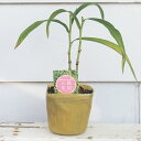 花苗 三島柴胡 ミシマサイコ 1鉢 3〜3.5号【お届け中】Bupleurum scorzonerifolium