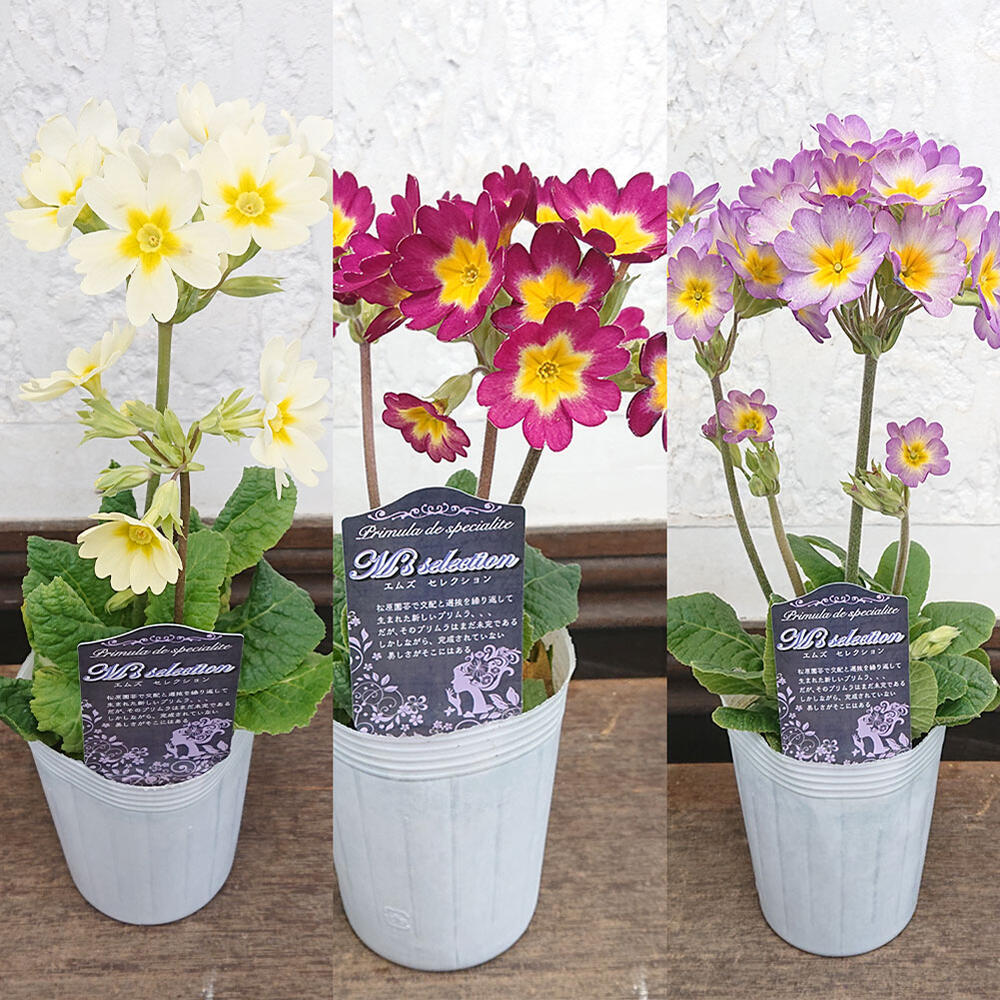 花苗 プレミアム プリムラ エムズセレクション 色はおまかせ 3ポットセット 3.5号ロング【お届け中】primula de specialite msselction プリムラ 花苗 セット 冬 春 花の苗 寄せ植え ガーデニング 庭植え イングリッシュガーデン 冬の花 花壇 庭のサムネイル