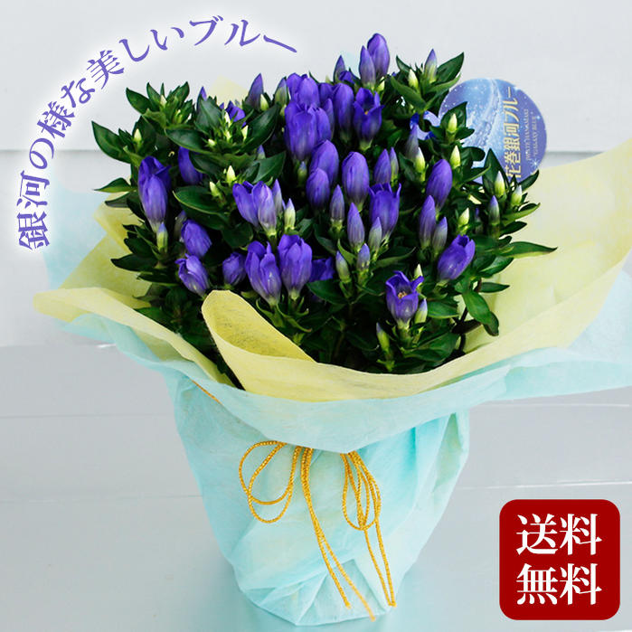 リンドウ 銀河 1鉢 5号 【お届け中】 Gentiana りんどう 鉢植え 花 ギフト 花鉢 誕生日 プレゼント 祖母 母 女性 おばあちゃん お花 鉢花 送料無料：一部地域を除く キャッシュレス還元対象